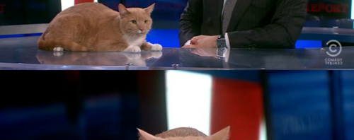Picture of LOL Cat Christianne Aman-purr on the Colbert Report